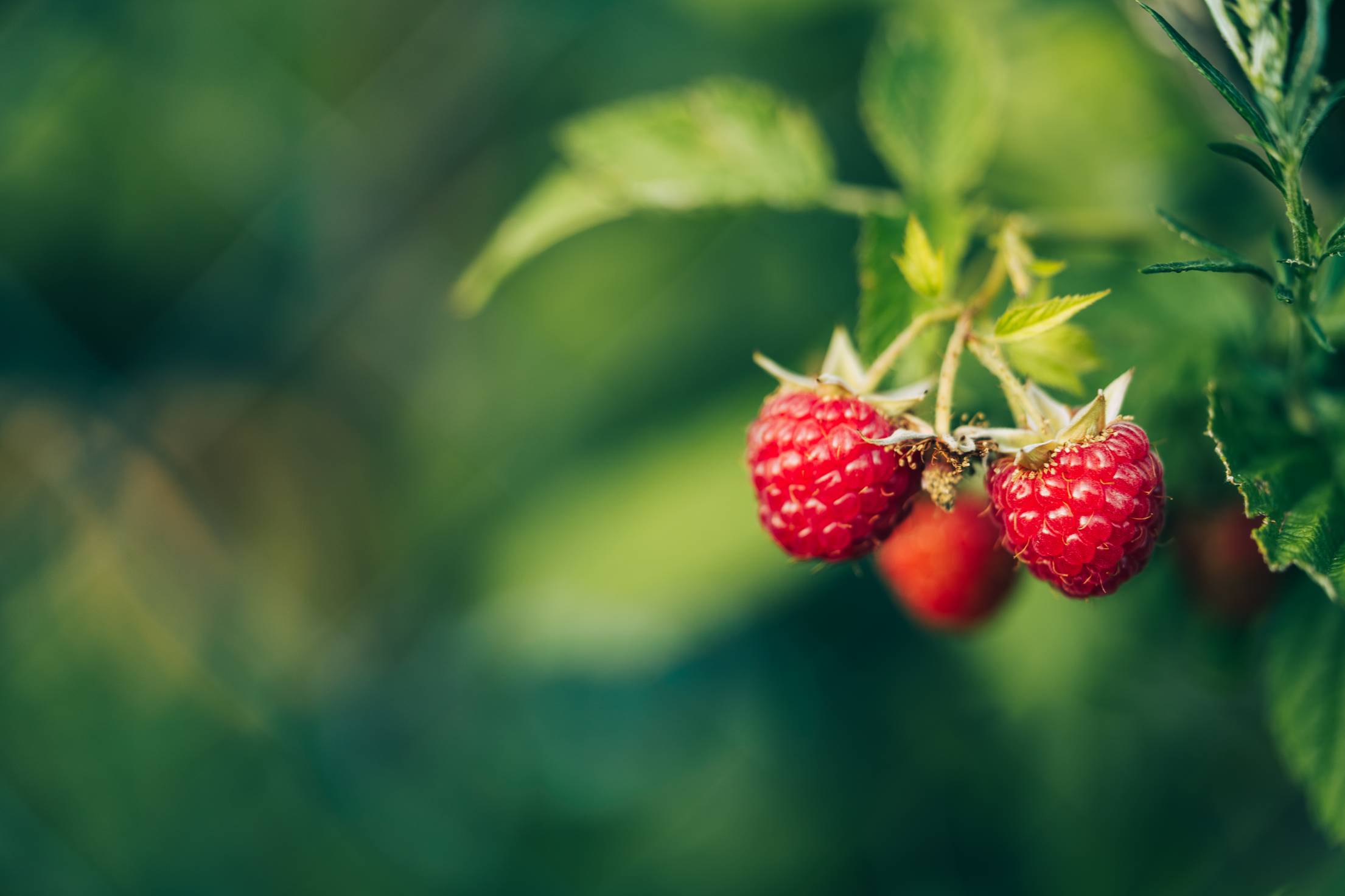 fresh-raspberries-with-space-for-text-free-photo.jpg