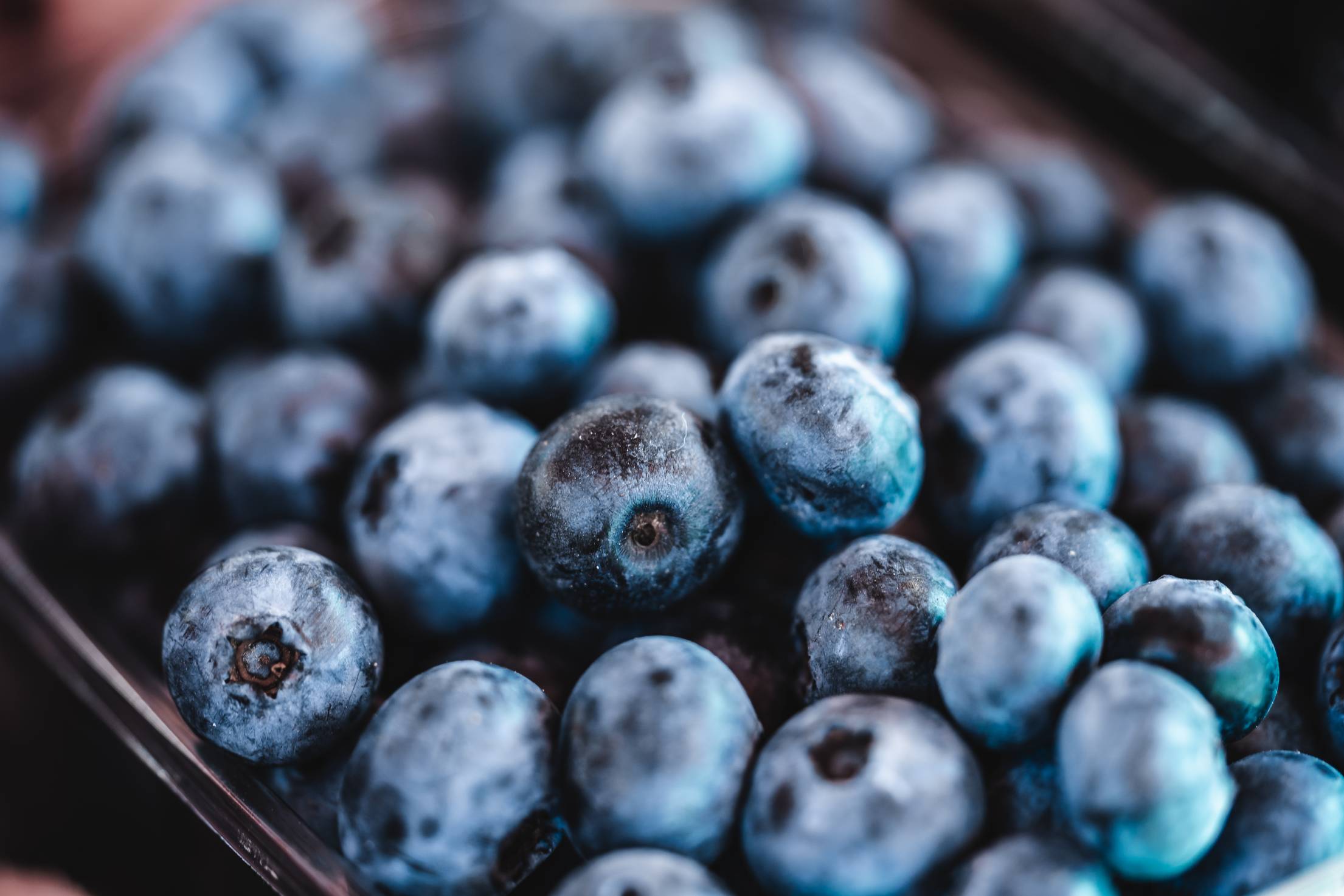 蓝莓都生长在哪些地方，可以人工